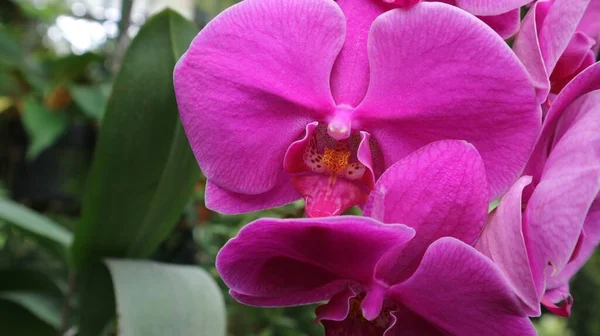 Orquídeas Cor Rosa Jardim Fechar — Fotografia de Stock