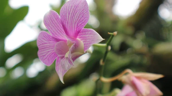 Rosa Orkidéer Trädgården Nära Håll — Stockfoto