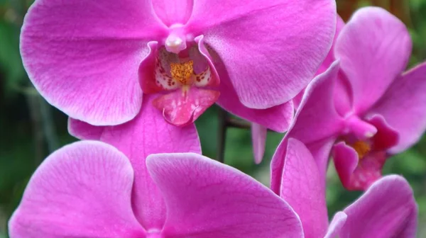가까이 정원에 분홍빛 — 스톡 사진
