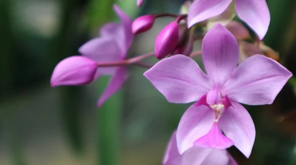 Rosa Orkidéer Trädgården Nära Håll — Stockfoto