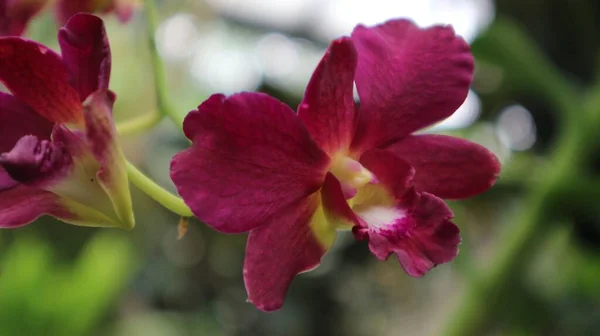 Orquídeas Cor Rosa Jardim Fechar — Fotografia de Stock