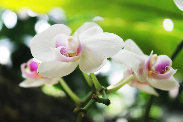 Bela Flor Branca Perto Jardim — Fotografia de Stock