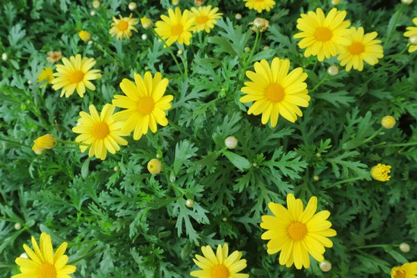 Fleurs Aster Jaune Dans Jardin Close — Photo