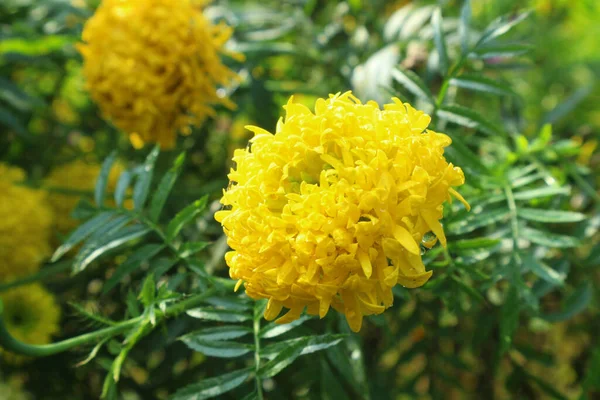 Kwiaty Żółty Ster Ogrodzie Bliska — Zdjęcie stockowe