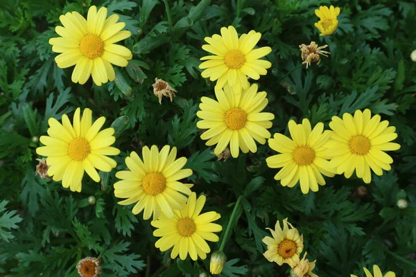 Fleurs Aster Jaune Dans Jardin Close — Photo