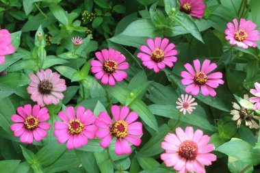 Bahçede güzel, pembe, yakın plan.