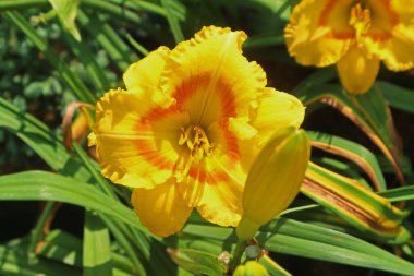 Kapatın güzel sarı çiçeği, doğa, bahçe