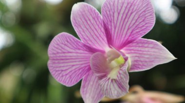 Bahçede pembe orkideler yakın çekim