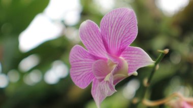 Bahçede pembe orkideler yakın çekim