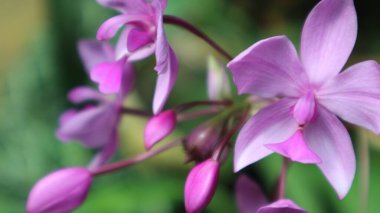 Bahçede pembe orkideler yakın çekim