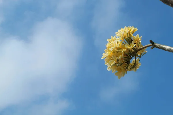 Bahçedeki sarı frangipani çiçekleri yakın.