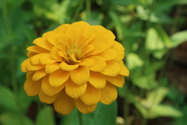 Flores Asterisco Amarillo Jardín Cerca — Foto de Stock