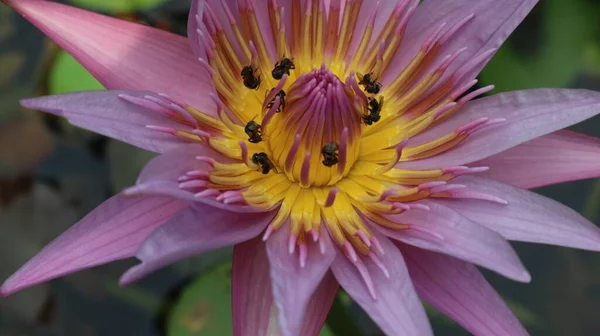 Bela Flor Lótus Rosa Lago Closeup — Fotografia de Stock