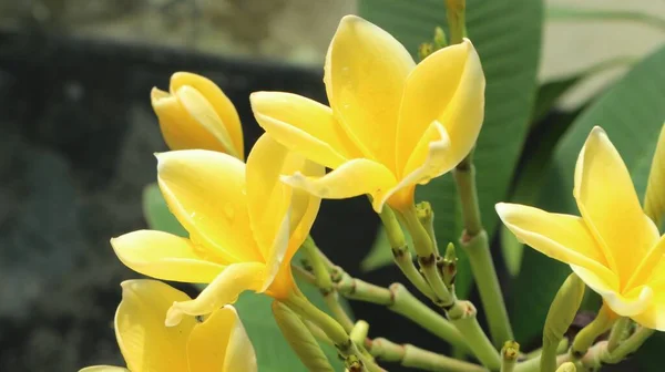 Bahçedeki sarı frangipani çiçekleri yakın.