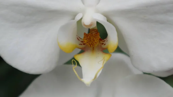 Bahçedeki Beyaz Orkideler Yakın — Stok fotoğraf