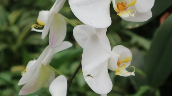 Orquídeas Brancas Jardim Perto — Fotografia de Stock