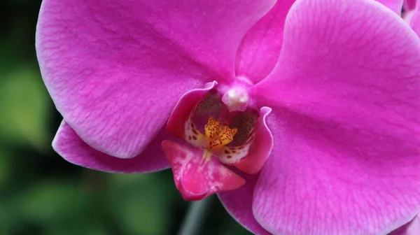 Rosa Orkidéer Trädgården Nära Håll — Stockfoto