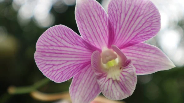 Rosa Orkidéer Trädgården Nära Håll — Stockfoto