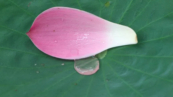 Feuilles Pétales Lotus Gros Plan — Photo