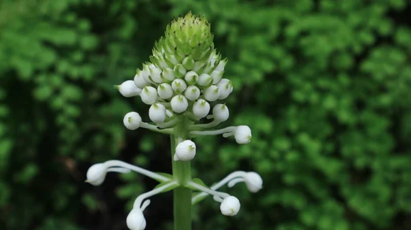 Flor Blanca Primer Plano Fondo Verde —  Fotos de Stock