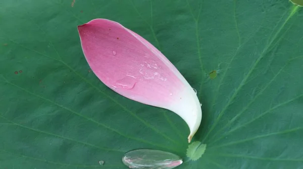 Lotusblätter Und Blütenblätter Nahaufnahme — Stockfoto