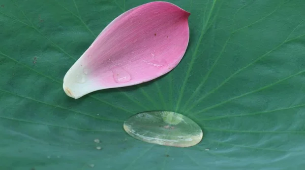 Feuilles Pétales Lotus Gros Plan — Photo