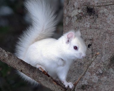 Albino Squirrel ormanın bir ağaç dalına oturmuş güzel beyaz gövdesini, başını, kırmızı gözlerini ve patilerini gösteriyor. Pembe kulaklar ve çevrenin ve çevrenin tadını çıkarın. Nadir bir tür. Beyaz Sincap. Sincap beyaz rengi.