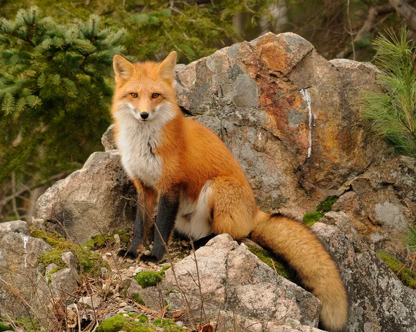 Imagem Fox Fotografia Fox Retrato Fox Raposa Vermelha Floresta Sentada — Fotografia de Stock