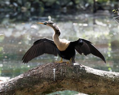 Anhinga bird perched exposing its body, head, beak, spread wings in its environment and surrounding with a blur background.