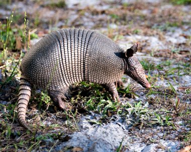 Armadillo hayvan yakından profil görüntüsü çevresinin ve çevrenin tadını çıkarırken vücudunu, başını, gözlerini, kulaklarını, kuyruğunu ortaya çıkarıyor.