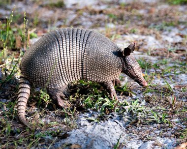 Armadillo animal close-up profile view in the field enjoying its surrounding and environment while exposing its body, head, eyes, ears, tail clipart