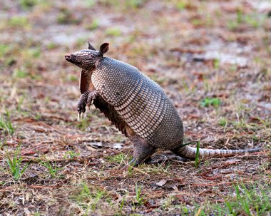 Armadillo hayvan yakından profil görüntüsü çevresinin ve çevrenin tadını çıkarırken vücudunu, başını, gözlerini, kulaklarını, kuyruğunu ortaya çıkarıyor.