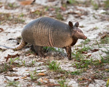 Armadillo hayvan yakından profil görüntüsü çevresinin ve çevrenin tadını çıkarırken vücudunu, başını, gözlerini, kulaklarını, kuyruğunu ortaya çıkarıyor.