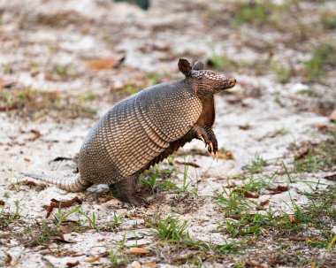 Armadillo hayvan yakından profil görüntüsü çevresinin ve çevrenin tadını çıkarırken vücudunu, başını, gözlerini, kulaklarını, kuyruğunu ortaya çıkarıyor.