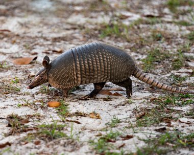 Armadillo hayvan yakından profil görüntüsü çevresinin ve çevrenin tadını çıkarırken vücudunu, başını, gözlerini, kulaklarını, kuyruğunu ortaya çıkarıyor.
