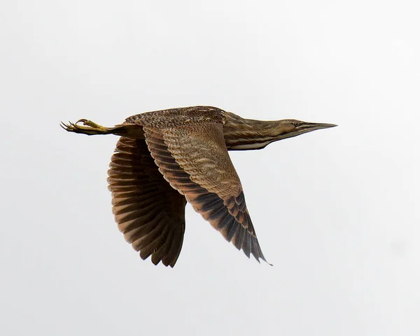 American bittern bird flying with a nice white background while exposing its spread wings, body, head, eye, beak, feet, brown colour. Flying bird.