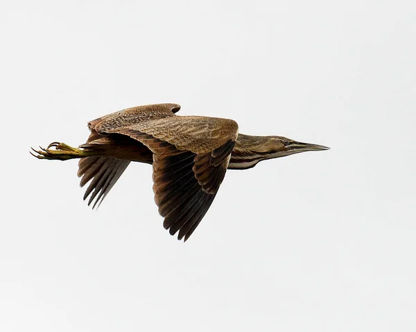 American bittern bird flying with a nice white background while exposing its spread wings, body, head, eye, beak, feet, brown colour.  Flying bird.