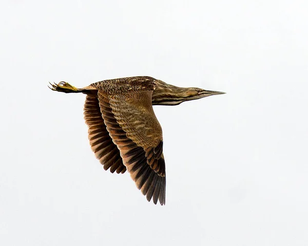 Amerikanische Rohrdommel Fliegt Mit Einem Schönen Weißen Hintergrund Während Sie — Stockfoto