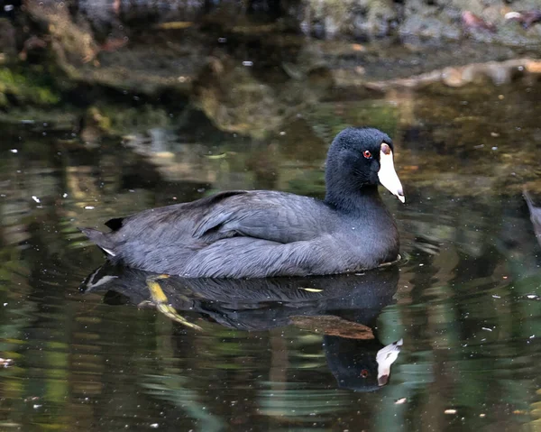 American Coot Bird Close Προβολή Προφίλ Στο Νερό Εμφανίζοντας Κόκκινο — Φωτογραφία Αρχείου