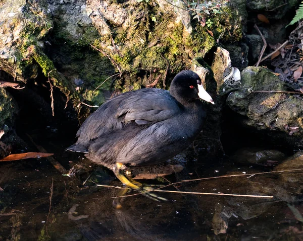美洲野鸟近距离观察水中的轮廓 在其周围环境及周围显示红眼 绿脚及黑色羽毛 背景为苔藓石 — 图库照片