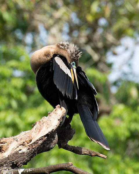 Anhinga Vista Primer Plano Del Perfil Las Aves Encaramadas Alas — Foto de Stock