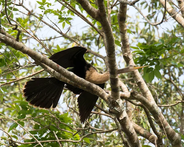 Der Anhinga Vogel Hockte Und Legte Seinen Körper Kopf Schnabel — Stockfoto