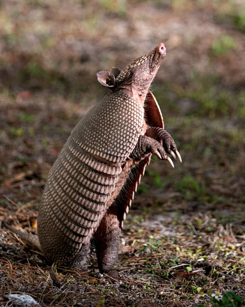 Armadillo Hayvan Yakından Profil Görüntüsü Çevresinin Çevrenin Tadını Çıkarırken Vücudunu — Stok fotoğraf