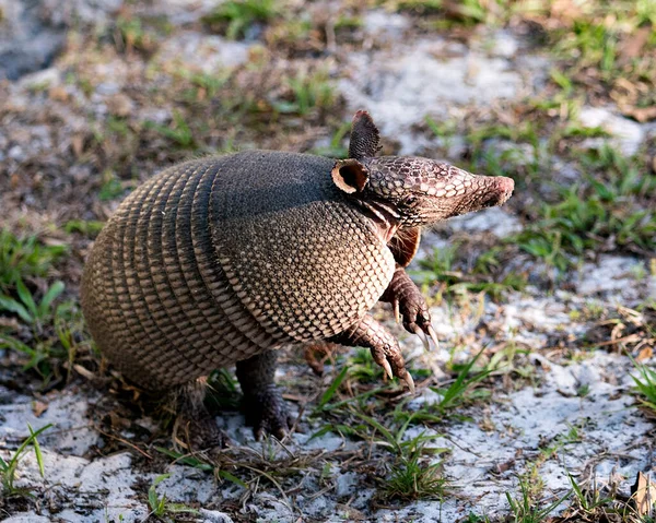 Armadillo Zwierząt Zbliżenie Profil Widok Dziedzinie Korzystających Jego Otoczenia Środowiska — Zdjęcie stockowe