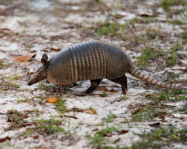 Armadillo hayvan yakından profil görüntüsü çevresinin ve çevrenin tadını çıkarırken vücudunu, başını, gözlerini, kulaklarını, kuyruğunu ortaya çıkarıyor.