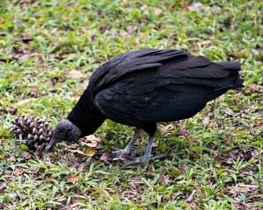 Kara Akbaba, çevresindeki bulanık arkaplan ve etrafını siyah tüyler, baş, gaga, göz, kanatlar ve ayaklarla çevreleyen yakın plan profil görüntüsü.