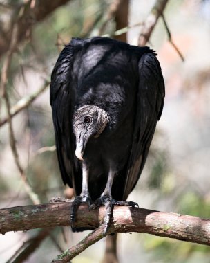 Black Vulture bird close up profile view perched looking side ways, displaying head, eye, beak and black plumage in its environment and surrounding with a blur background. Black Vulture Stock Photo.