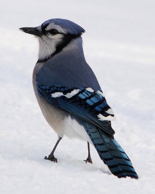 Mavi Jay kuşu kış mevsiminin tadını çıkarırken vücudunu, başını, gözünü, ayaklarını, gagasını vahşi ortamında ve etrafını saran.