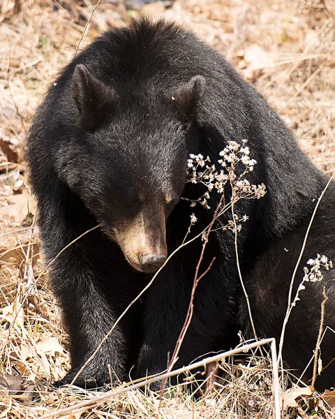 Urso Preto Close Vista Perfil Sentado Campo Floresta Temporada Outono — Fotografia de Stock