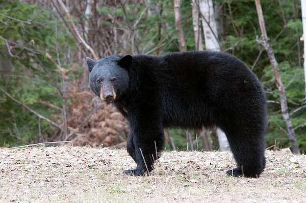 Svart Björn Närbild Födosök Vägarna Höstsäsongen Utsätta Sitt Huvud Öron — Stockfoto